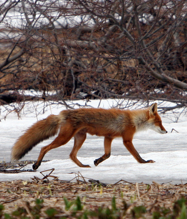 6107 Kronotsky Fox