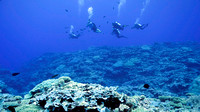 Ducie Atoll Dive 1_1150153