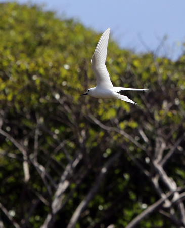 White Tern (Gygis alba) Pitcairn Island 1J8A0687