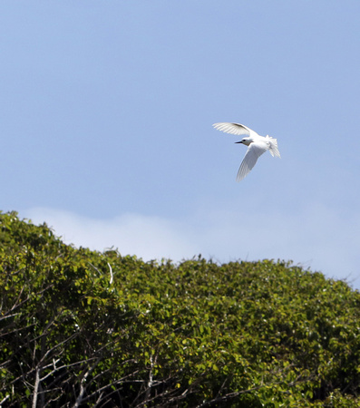 White Tern (Gygis alba) Pitcairn Island 1J8A0684