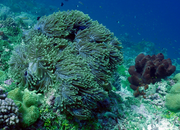 Anemone and sponge Assumption Atoll Seychelles Oct 2018_1180632