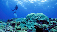 Ducie Atoll Dive 1_1150181