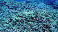 Ducie Atoll Dive 1_1150163