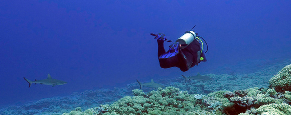 Ducie Atoll Dive 1_1150259