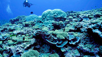 Ducie Atoll Dive 1_1150180