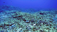 Ducie Atoll Dive 1_1150164