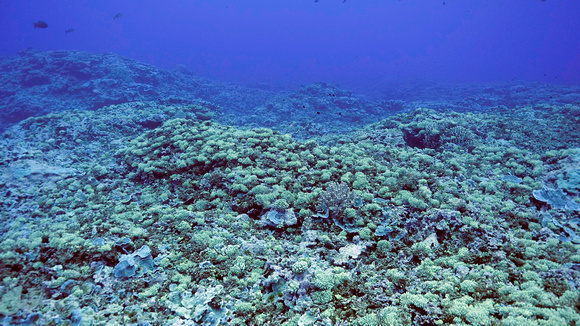 Ducie Atoll Dive 1_1150164