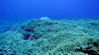 Ducie Atoll Dive 1_1150198