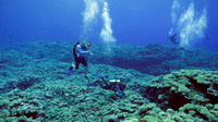 Ducie Atoll Dive 1_1150226