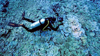 Ducie Atoll Dive 1_1150159