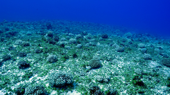 Henderson Corals_1150075