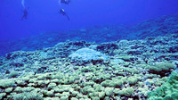 Ducie Atoll Dive 1_1150151