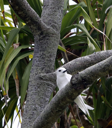White tern (Gygis alba) Henderson Island Pitcairn Group Nov 2017 1J8A0889