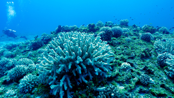 Henderson Coral Reef_1150058