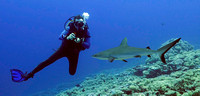 Ducie Atoll Dive 1_1150253