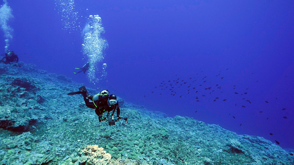 Ducie Atoll Dive 1_1150158