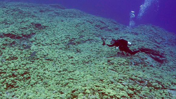Ducie Atoll Dive 1_1150282