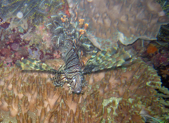 Triton Bay Common Lionfish IMG_0550