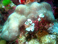 Ashmore Reef 2 Apr 06 IMG_0760