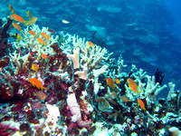 Ashmore Reef 2 Apr 06 IMG_0734