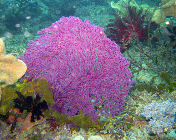 Triton Bay Plexuridae - soft coral IMG_0566