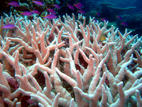 Ashmore Reef 2 Apr 06 IMG_0765