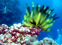 Ashmore Reef 2 Apr 06 IMG_0743