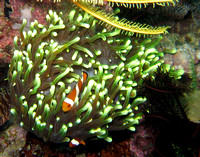 Copy of Triton Bay Amenome and clownfish IMG_0540