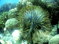 BOSP Palau Crown of Thorns Starfish