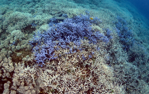 Uchelbeluu Blue Coral Patch Palau 2015