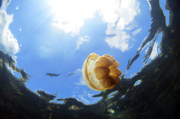 Jellyfish Lake 10 July 2015 IMG_4426