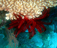 Ashmore Reef 2 Apr 06 IMG_0759