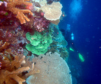 Ashmore Reef 2 Apr 06 IMG_0754