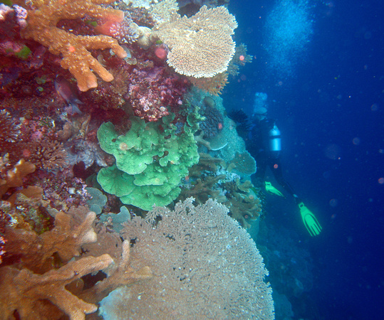 Ashmore Reef 2 Apr 06 IMG_0754