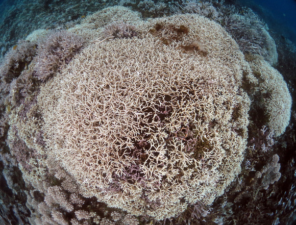 Uchelbeluu Reef Palau 2015 7