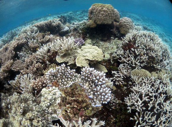 Uchelbeluu Reef Palau 2015 12