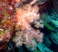 Ashmore Reef 2 Apr 06 IMG_0753
