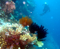 Ashmore Reef 2 Apr 06 IMG_0755