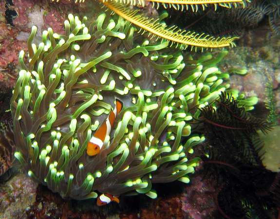 Triton Bay Amenome and clownfish IMG_0540