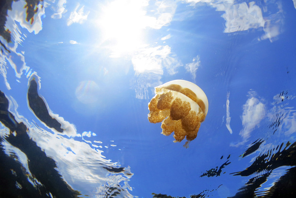 Jellyfish Lake 10 July 2015 IMG_4427