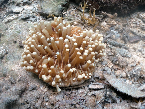 Heliofungia spp Nikko Bay site 29 June 29 2015