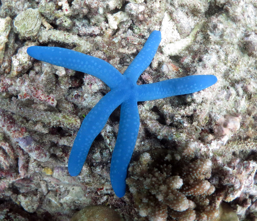 Uchelbeluu Reef Palau 2015 2