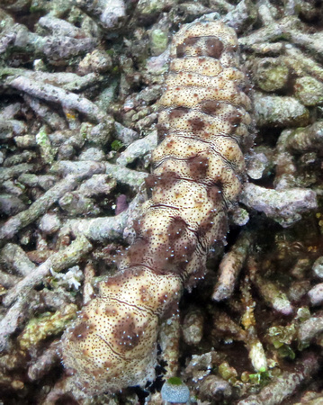 Uchelbeluu Reef Palau 2015 4