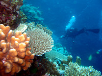 Ashmore Reef 2 Apr 06 IMG_0747