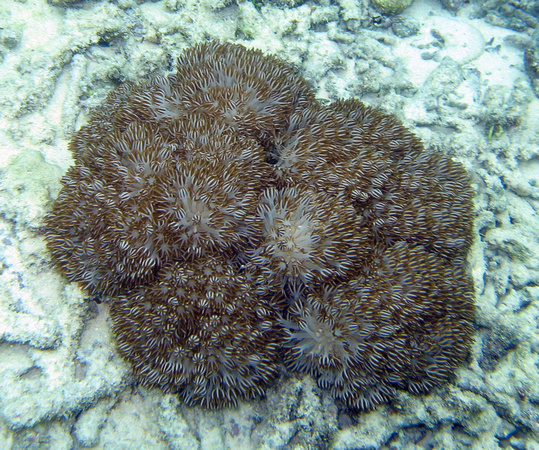 Triton Bay Xenia sp - soft coral IMG_0407