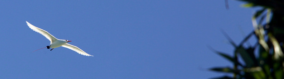 Red-tailed Tropicbird, Phaethon rubricauda_MG_6409
