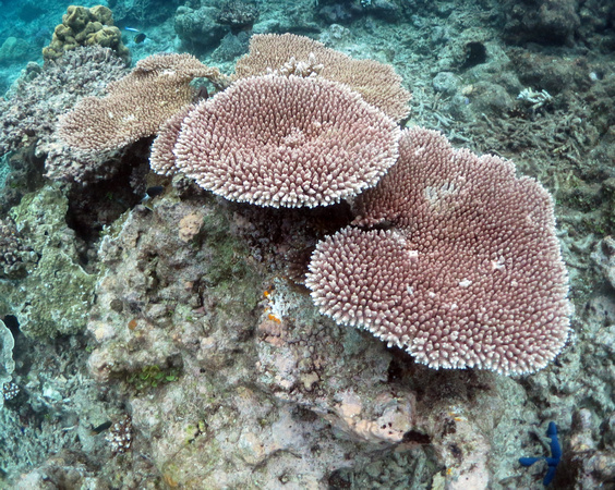 Uchelbeluu Reef Palau 2015