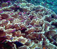 Ashmore Reef 2 Apr 06 IMG_0729