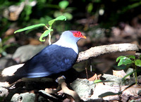 F68A3291 Aride Seychelles Blue Pigeon Alectroenas pulcherrimus
