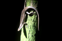 F68A3350 Aride Wright's skink Trachylepis wrightii